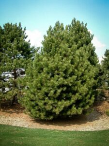 Сосна Чёрная (Pinus Nigra) купить по цене от 270.00р. в интернет-магазине «Посадика» с доставкой почтой в в Покровске и по всей России – [изображение №1].