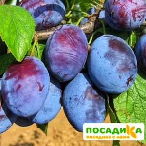 Слива Чачакская ранняя купить по цене от 229.00р. в интернет-магазине «Посадика» с доставкой почтой в в Покровске и по всей России – [изображение №1].