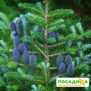 Пихта корейская (Abies koreana) купить по цене от 450.00р. в интернет-магазине «Посадика» с доставкой почтой в в Покровске и по всей России – [изображение №1].