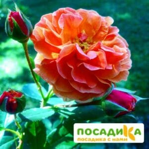 Роза Арабия купить по цене от 350.00р. в интернет-магазине «Посадика» с доставкой почтой в в Покровске и по всей России – [изображение №1].