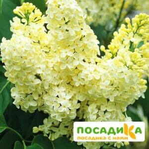 Сирень Примроуз (Primrose) купить по цене от 529.00р. в интернет-магазине «Посадика» с доставкой почтой в в Покровске и по всей России – [изображение №1].