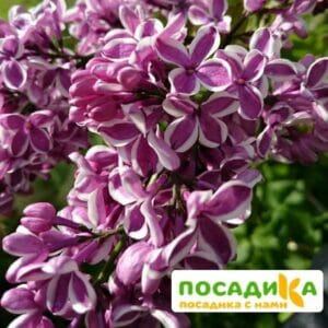 Сирень Сенсация купить по цене от 529.00р. в интернет-магазине «Посадика» с доставкой почтой в в Покровске и по всей России – [изображение №1].