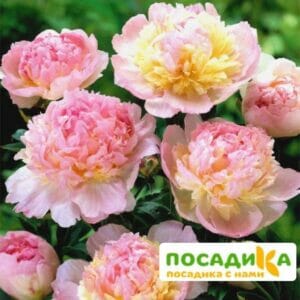 Пион Распберри Сандей (Paeonia Raspberry Sundae) купить по цене от 959р. в интернет-магазине «Посадика» с доставкой почтой в в Покровске и по всей России – [изображение №1].