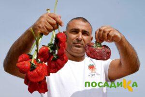 Клубника Гигант Джорнея купить по цене от 266р. в интернет-магазине «Посадика» с доставкой почтой в в Покровске и по всей России – [изображение №1].