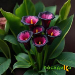 Калла Аура Лейс купить по цене от 400р. в интернет-магазине «Посадика» с доставкой почтой в в Покровске и по всей России – [изображение №1].