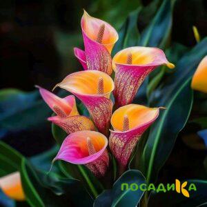 Калла Оникс купить по цене от 450р. в интернет-магазине «Посадика» с доставкой почтой в в Покровске и по всей России – [изображение №1].
