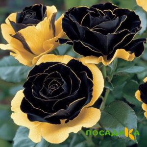 Роза Ханни Сикл купить по цене от 700р. в интернет-магазине «Посадика» с доставкой почтой в в Покровске и по всей России – [изображение №1].