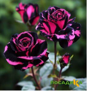 Роза Багровый Шепот купить по цене от 366р. в интернет-магазине «Посадика» с доставкой почтой в в Покровске и по всей России – [изображение №1].