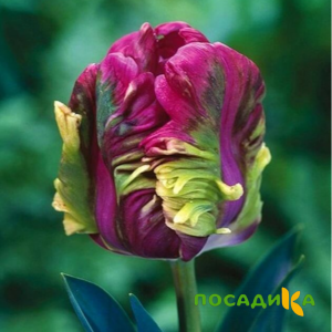 Тюльпан Экзотик Хэвен купить по цене от 186р. в интернет-магазине «Посадика» с доставкой почтой в в Покровске и по всей России – [изображение №1].