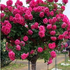 Роза Версаля купить по цене от 232р. в интернет-магазине «Посадика» с доставкой почтой в в Покровске и по всей России – [изображение №1].