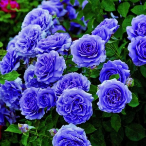 Роза Блю Мун купить по цене от 450р. в интернет-магазине «Посадика» с доставкой почтой в в Покровске и по всей России – [изображение №1].