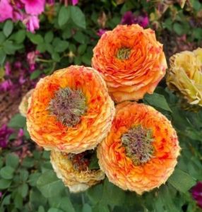 Роза Золотой Мираж купить по цене от 420р. в интернет-магазине «Посадика» с доставкой почтой в в Покровске и по всей России – [изображение №1].